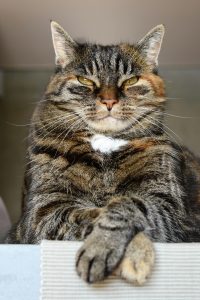 Photo by Pixabay. Low angle shot of a tabby cat.